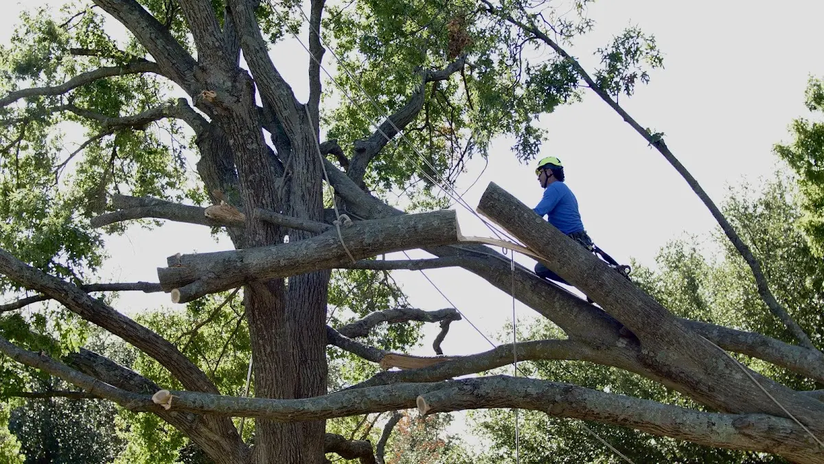 Professional Crown Thinning performed by certified arborists in Prairie View
